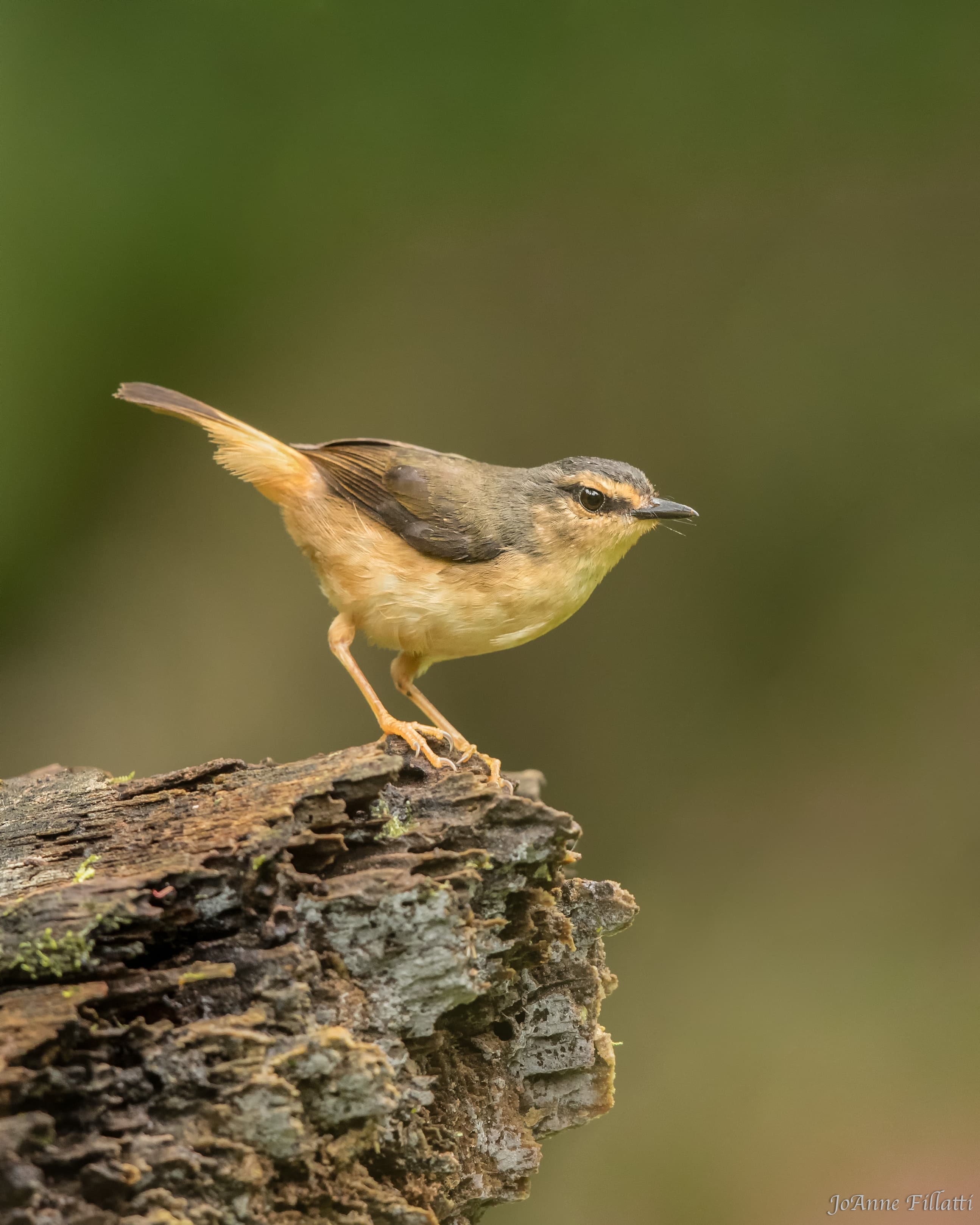 bird of ecuador image 42